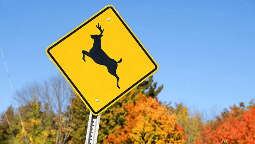After hitting wildlife, pull over safely, turn on hazard lights, check for injuries, do not approach the animal, document the damage, report the incident if required, and arrange a professional damage inspection.
